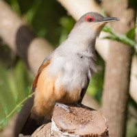 Hispaniolan Lizard-Cuckoo